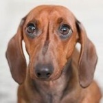 Dachshund Sounds  Dog Sounds