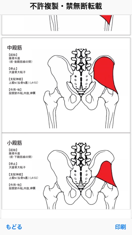 解剖学BONE&MUSCLE ここだけ覚えろ！ screenshot-9