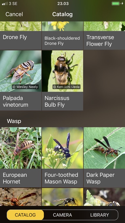 Will it Sting - Insect ID screenshot-5