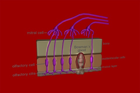 Organs for Taste and Smell screenshot 4