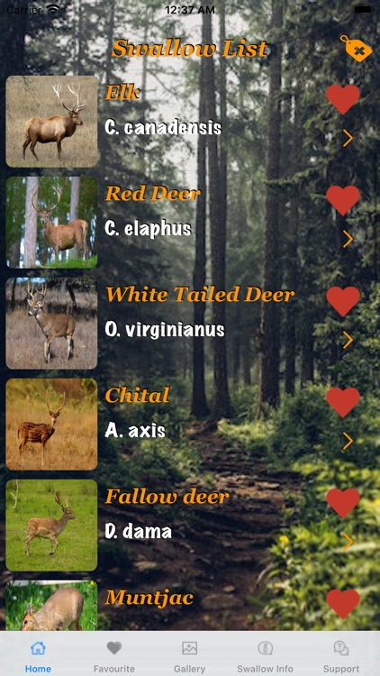 World of Deer