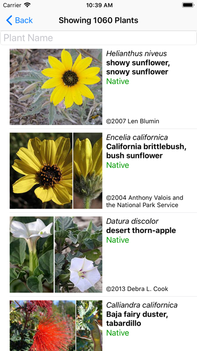 Northern Mexico Wildflowers screenshot 2