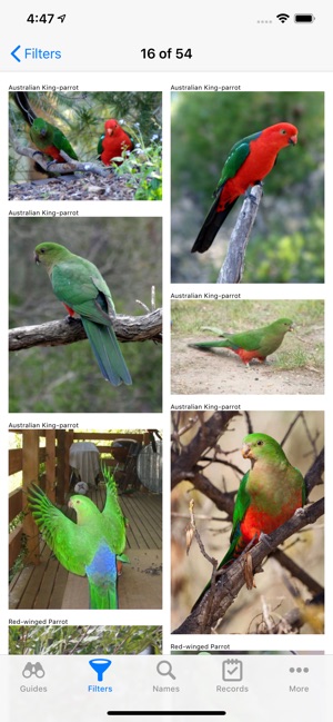 Aust. Birds(圖3)-速報App