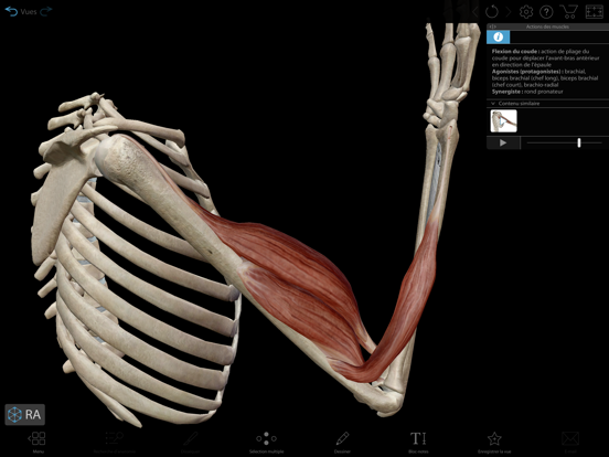Muscles & Kinésiologie Muscles & Kinésiologie
