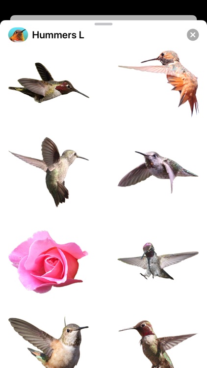 Hummingbirds - Large (Retina)