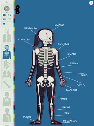 Image 9 El Cuerpo Humano por Tinybop iphone