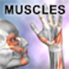 Learn Muscles: Anatomy - Real Bodywork