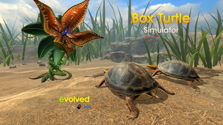 Box Turtle Simulator