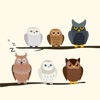 All About Owl's