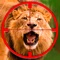 This wild lion shooting game is a combination of animal hunting and lion shooter