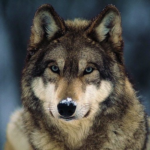 Wolf Hunting Calls iOS App