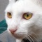 Hundreds of cat meow sounds, kitten sounds, angry, cute and funny cat sounds