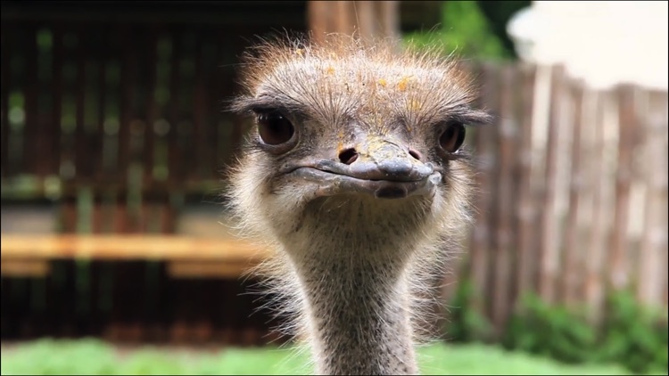 Video Touch - Wild Birds screenshot-4