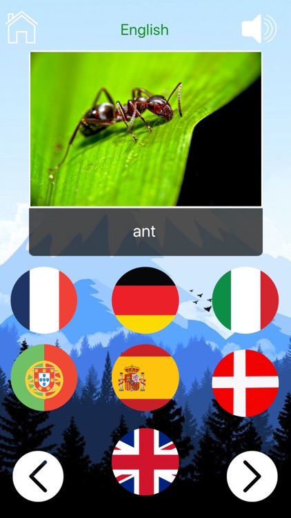 Animals In Different Languages