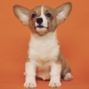 Icon Dog & Puppy Wallpapers - woof!