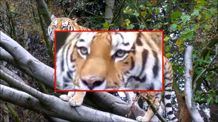 Video Player Magnifier