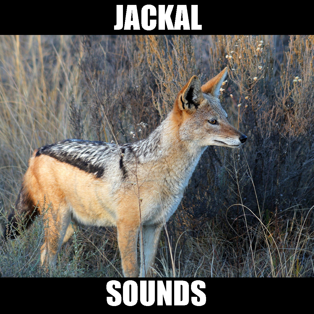 Get Jackal Sounds Effects for iOS, iPhone, iPad Aso Report