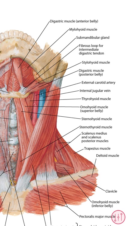 Anatomy Atlas, USMLE, Clinical