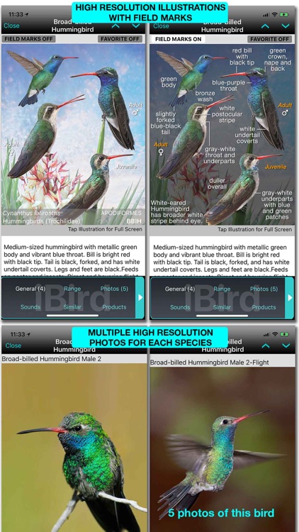 iBird Lite Guide to Birds screenshot-6