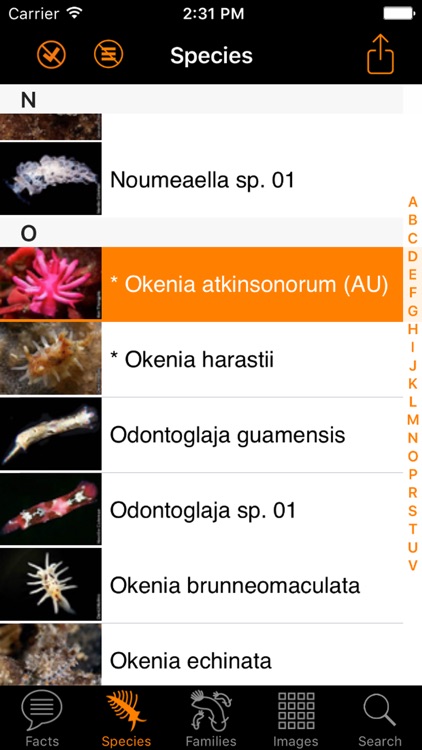 Nudibranch ID Australia NZ screenshot-2