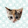 Cute Kitten - Stickers