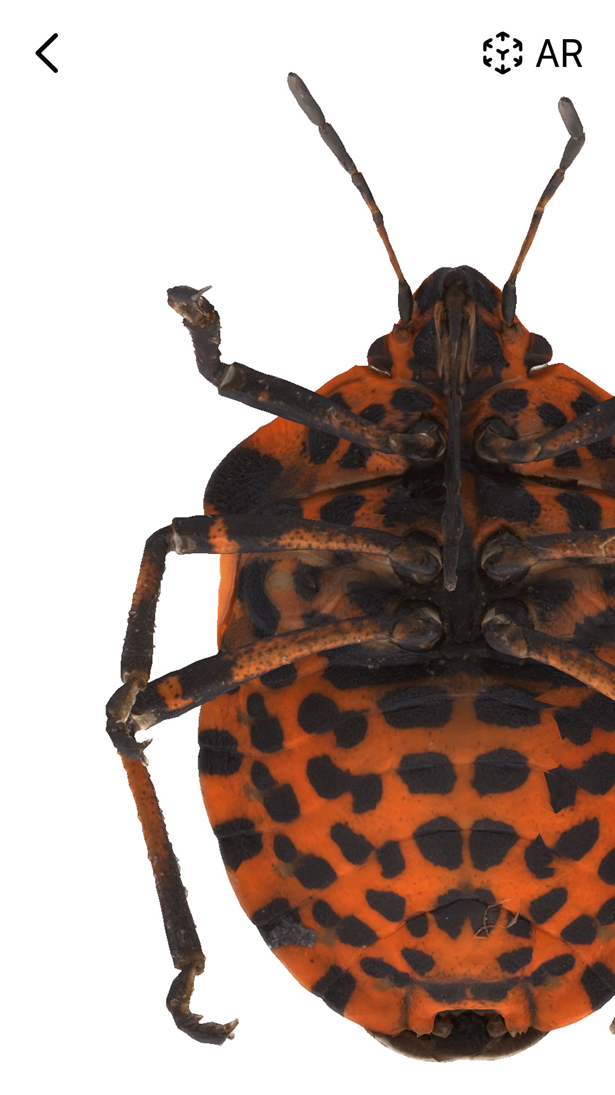 Screenshot do app Insecta: