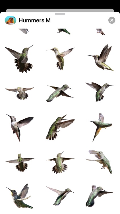 Hummingbirds - Medium (Retina) screenshot-7