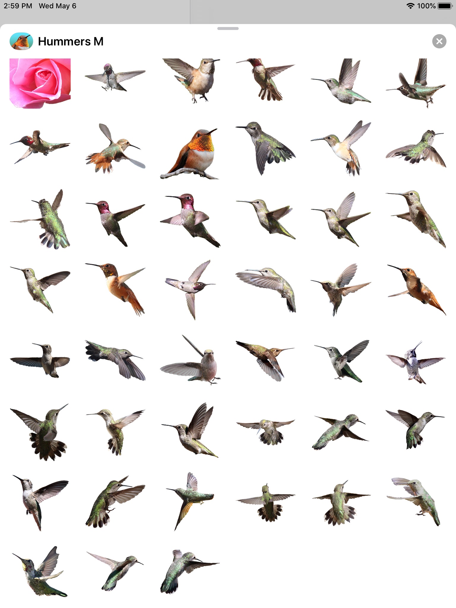 Hummingbirds - Medium (Retina) screenshot 4