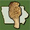 The forests and woodlands of Iowa and the Midwest are ecosystems rich with edible wild mushrooms if you know where to look