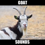 Goat Sounds Animal Sounds.,