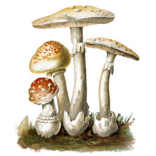 MushroomLog iOS App