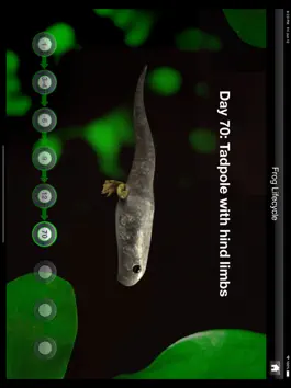 Game screenshot Frog Dissection apk