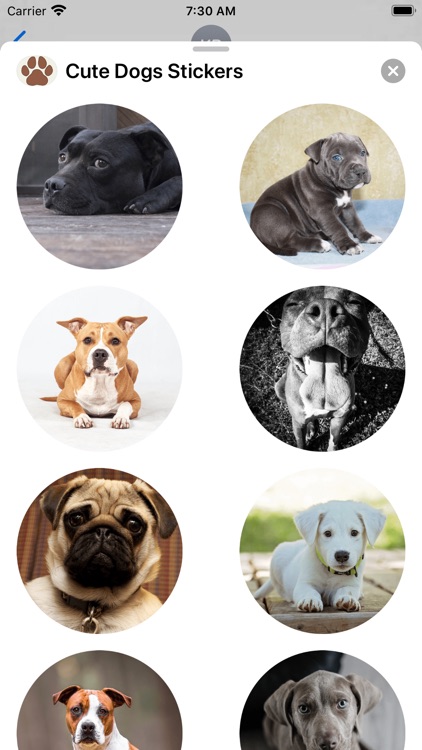 Dogs Sticker Collection