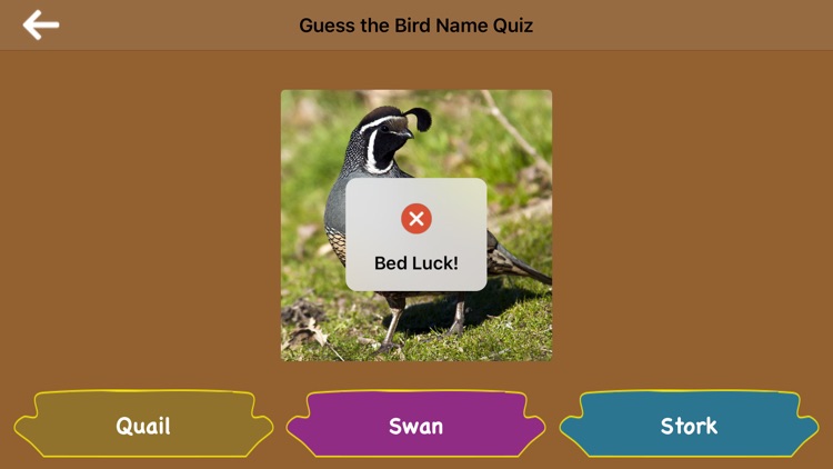 Guess the Bird Name Quiz screenshot-5