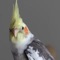 The Cockatiel Sounds & Bird Sounds