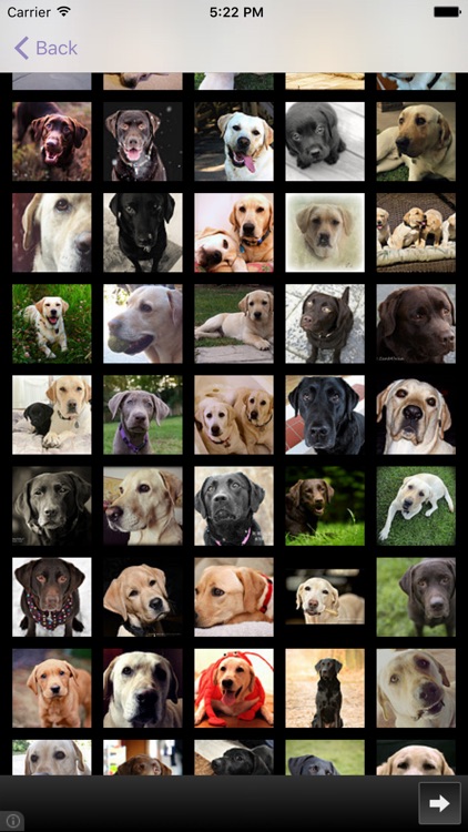 Dog Breeds - for dog lovers - screenshot-3