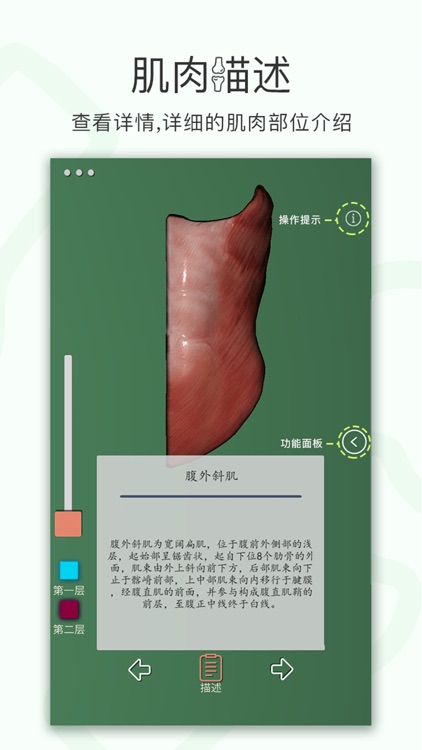 肌肉系统－3D