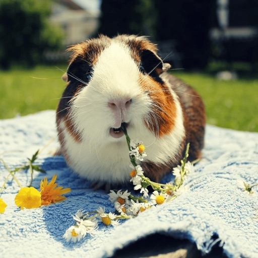 Guinea Pig Everything