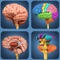 My Brain Anatomy app for studying brain anatomy which