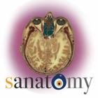 Top 11 Medical Apps Like sAnatomy_Play - Best Alternatives