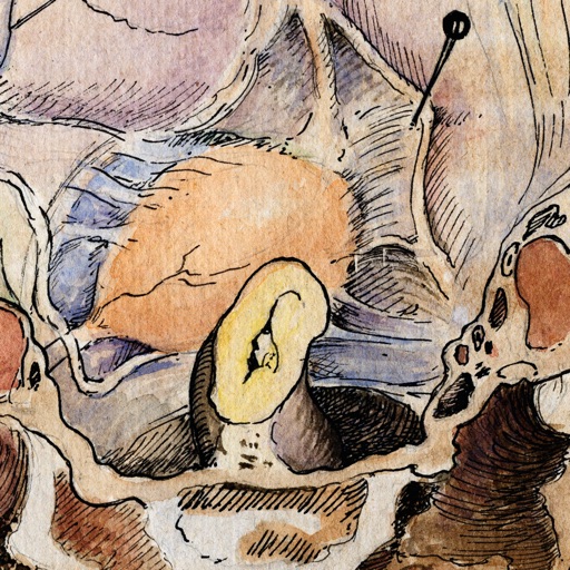 Gil Vernet’s Urology Drawings