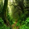 Relax Forest ~ Nature sounds App includes Music, Wild Animals, Wallpapers and Status