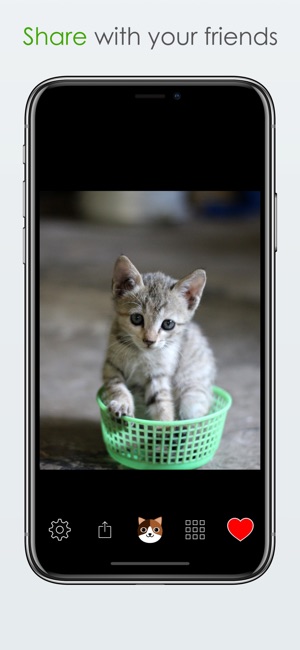 Shake for Cats(圖4)-速報App