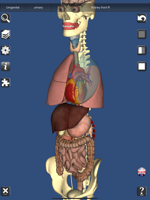 Anatomy learning 3d. Изучение анатомии человека. Изучение анатомии человека с нуля. Симулятор анатомии человека 3d.