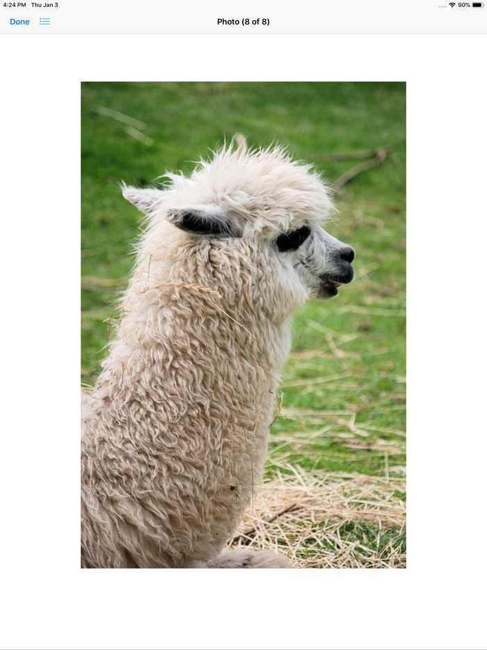 Llama Photography