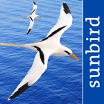 All Birds PR - Antigua