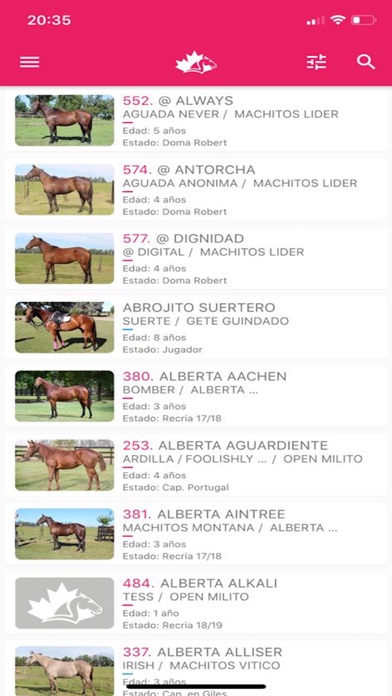 Alegria Polo 1