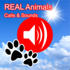 2000+ Animal Sounds Calls - 纯圣 刘