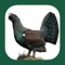 This app is an interactive companion to the book "The Handbook of Bird Identification for Europe and the Western Palearctic" – the comprehensive book for birdwatchers interested in the region
