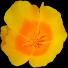 Top 30 Education Apps Like Central California Wildflowers - Best Alternatives